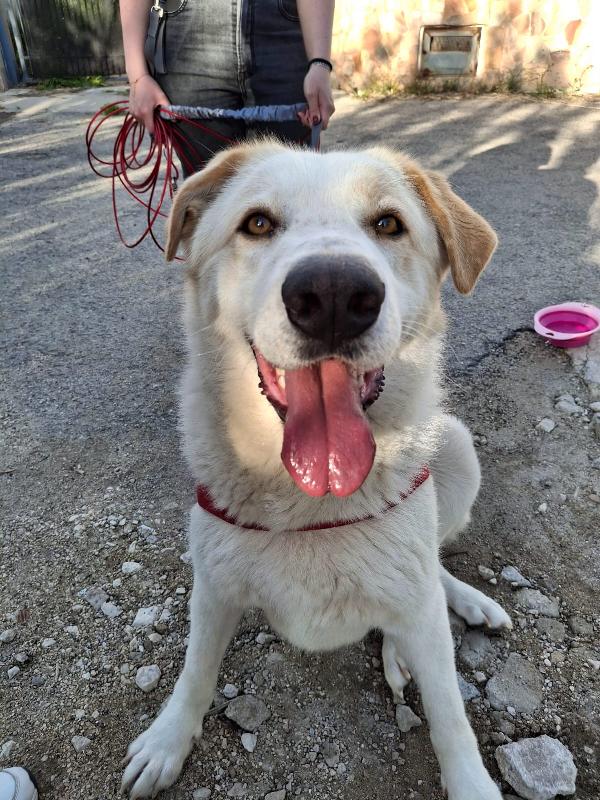Nuage splendida giovanotta cerca amorevole famiglia  Foto 6